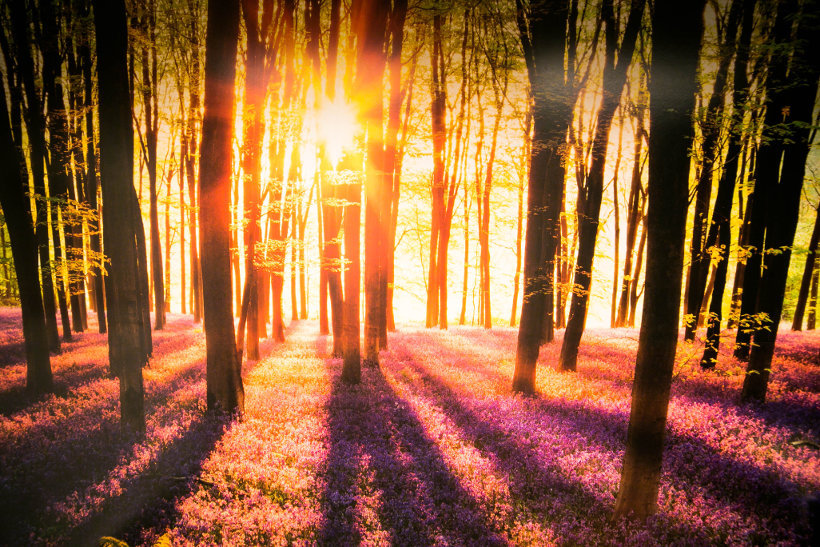 Auringonlasku metsän takana